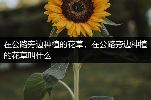 在公路旁边种植的花草，在公路旁边种植的花草叫什么