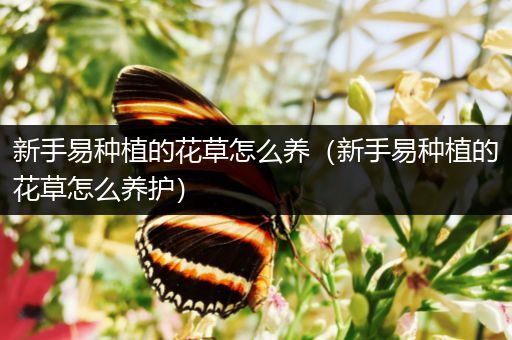新手易种植的花草怎么养（新手易种植的花草怎么养护）