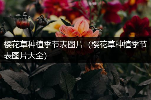 樱花草种植季节表图片（樱花草种植季节表图片大全）