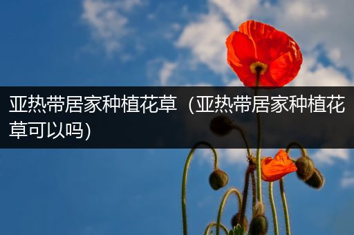 亚热带居家种植花草（亚热带居家种植花草可以吗）