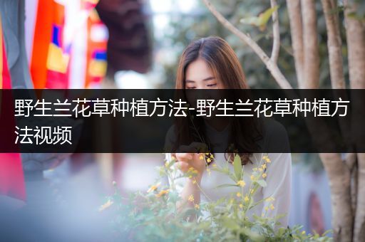 野生兰花草种植方法-野生兰花草种植方法视频