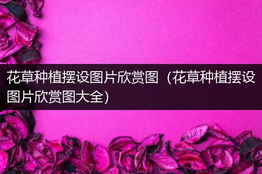 花草种植摆设图片欣赏图（花草种植摆设图片欣赏图大全）