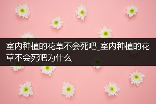 室内种植的花草不会死吧_室内种植的花草不会死吧为什么