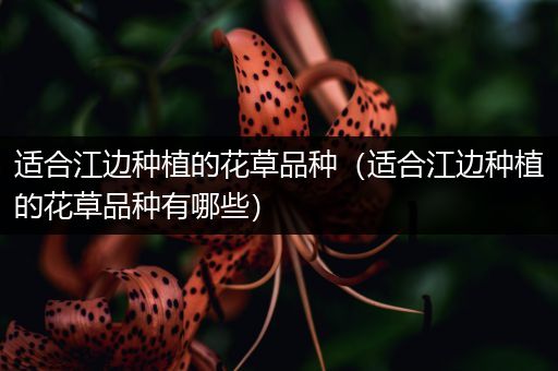 适合江边种植的花草品种（适合江边种植的花草品种有哪些）