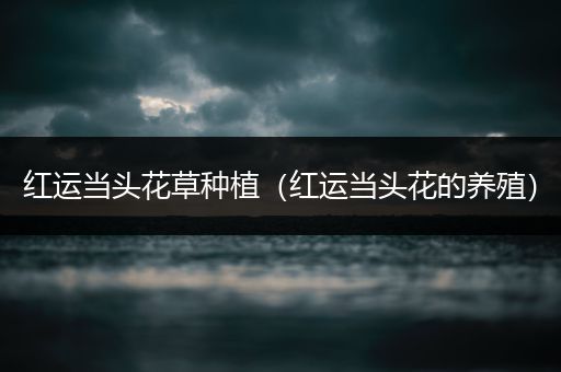 红运当头花草种植（红运当头花的养殖）