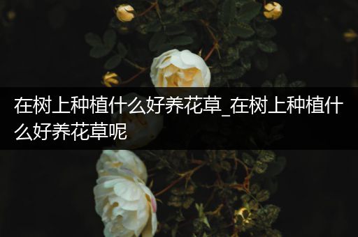 在树上种植什么好养花草_在树上种植什么好养花草呢