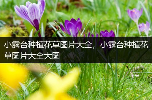 小露台种植花草图片大全，小露台种植花草图片大全大图