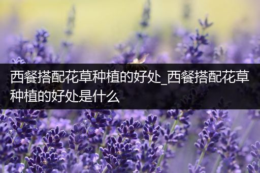 西餐搭配花草种植的好处_西餐搭配花草种植的好处是什么