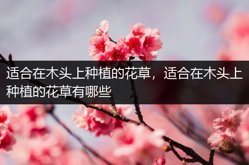 适合在木头上种植的花草，适合在木头上种植的花草有哪些
