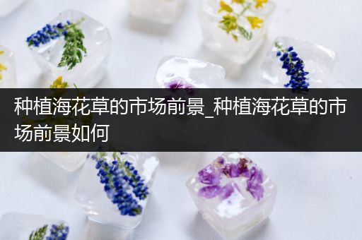 种植海花草的市场前景_种植海花草的市场前景如何