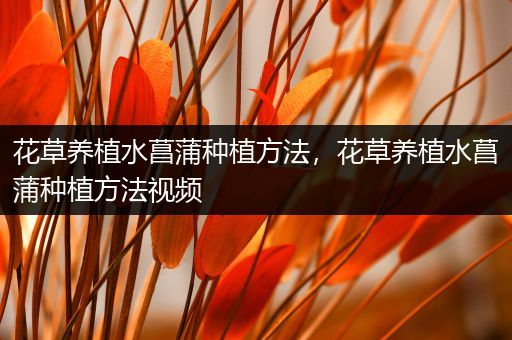 花草养植水菖蒲种植方法，花草养植水菖蒲种植方法视频