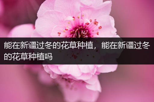 能在新疆过冬的花草种植，能在新疆过冬的花草种植吗