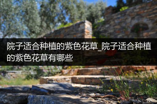 院子适合种植的紫色花草_院子适合种植的紫色花草有哪些