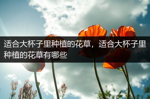适合大杯子里种植的花草，适合大杯子里种植的花草有哪些