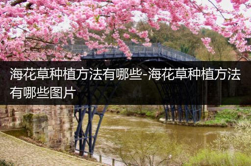 海花草种植方法有哪些-海花草种植方法有哪些图片