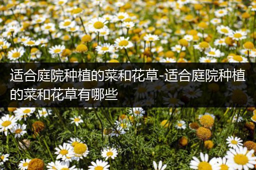 适合庭院种植的菜和花草-适合庭院种植的菜和花草有哪些