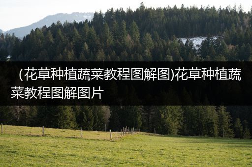 （花草种植蔬菜教程图解图)花草种植蔬菜教程图解图片
