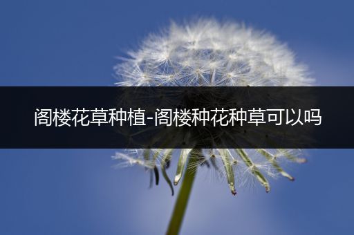 阁楼花草种植-阁楼种花种草可以吗