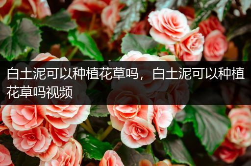 白土泥可以种植花草吗，白土泥可以种植花草吗视频