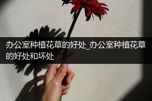 办公室种植花草的好处_办公室种植花草的好处和坏处