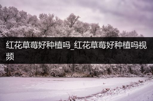 红花草莓好种植吗_红花草莓好种植吗视频