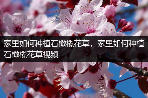 家里如何种植石橄榄花草，家里如何种植石橄榄花草视频