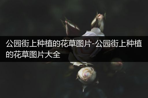 公园街上种植的花草图片-公园街上种植的花草图片大全