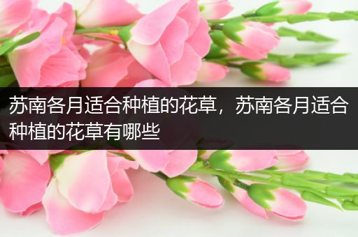 苏南各月适合种植的花草，苏南各月适合种植的花草有哪些
