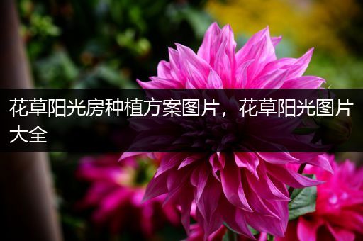 花草阳光房种植方案图片，花草阳光图片大全