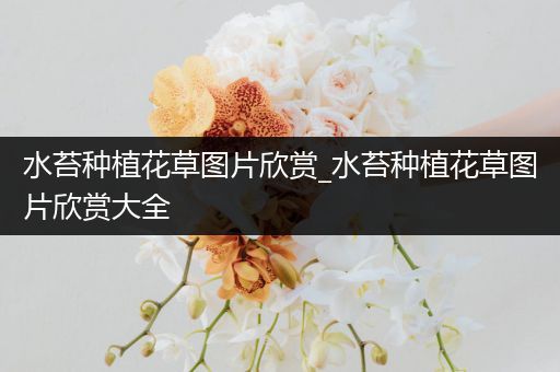 水苔种植花草图片欣赏_水苔种植花草图片欣赏大全