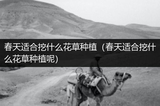 春天适合挖什么花草种植（春天适合挖什么花草种植呢）
