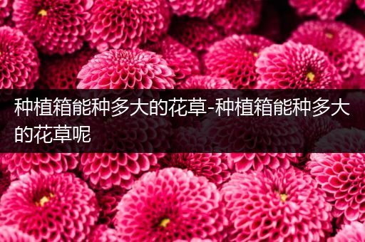 种植箱能种多大的花草-种植箱能种多大的花草呢