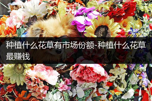 种植什么花草有市场份额-种植什么花草最赚钱