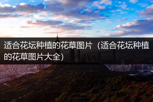 适合花坛种植的花草图片（适合花坛种植的花草图片大全）