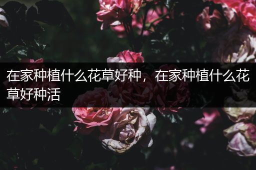 在家种植什么花草好种，在家种植什么花草好种活