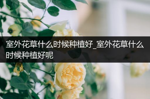 室外花草什么时候种植好_室外花草什么时候种植好呢