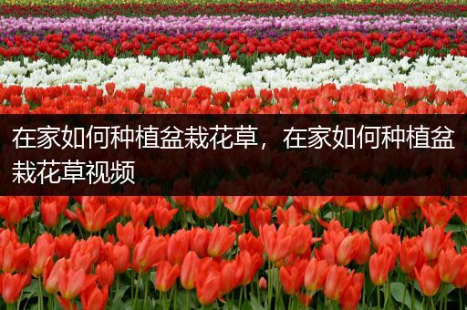 在家如何种植盆栽花草，在家如何种植盆栽花草视频