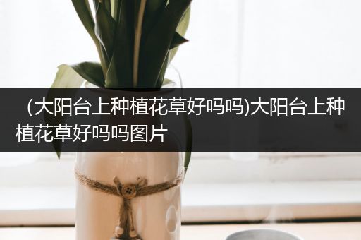 （大阳台上种植花草好吗吗)大阳台上种植花草好吗吗图片