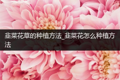 韭菜花草的种植方法_韭菜花怎么种植方法