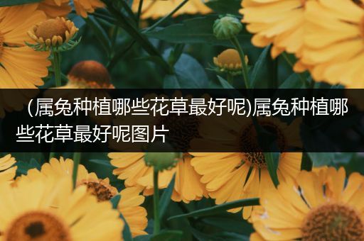 （属兔种植哪些花草最好呢)属兔种植哪些花草最好呢图片