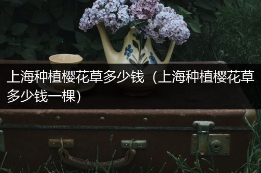 上海种植樱花草多少钱（上海种植樱花草多少钱一棵）
