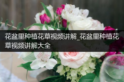 花盆里种植花草视频讲解_花盆里种植花草视频讲解大全