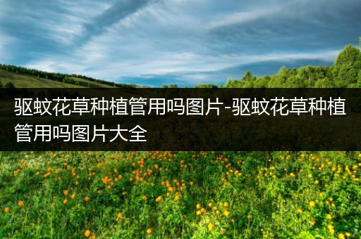 驱蚊花草种植管用吗图片-驱蚊花草种植管用吗图片大全