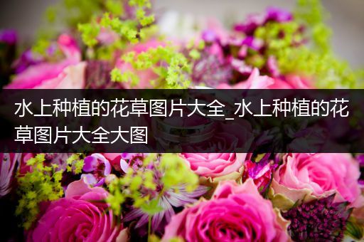水上种植的花草图片大全_水上种植的花草图片大全大图