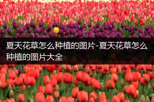 夏天花草怎么种植的图片-夏天花草怎么种植的图片大全