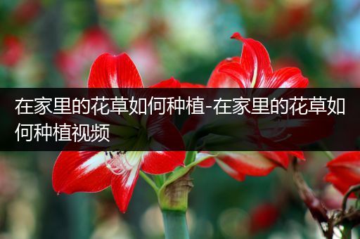 在家里的花草如何种植-在家里的花草如何种植视频