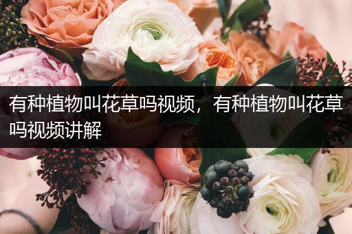 有种植物叫花草吗视频，有种植物叫花草吗视频讲解
