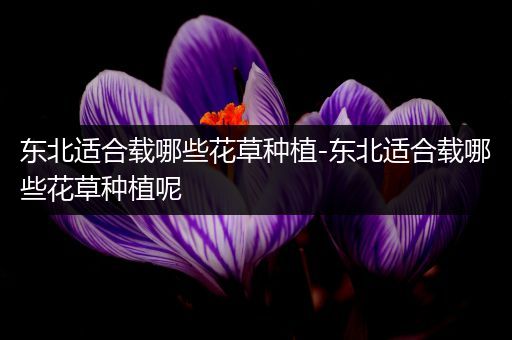 东北适合载哪些花草种植-东北适合载哪些花草种植呢