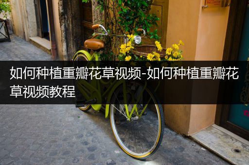 如何种植重瓣花草视频-如何种植重瓣花草视频教程