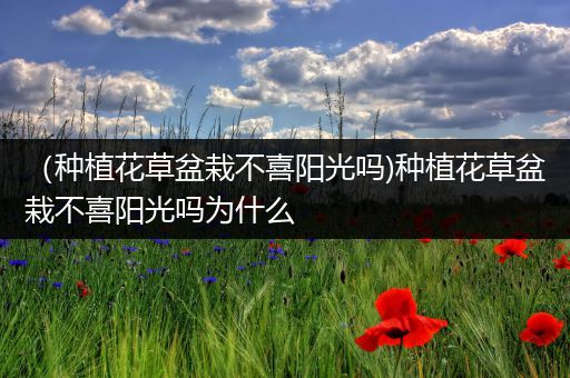 （种植花草盆栽不喜阳光吗)种植花草盆栽不喜阳光吗为什么